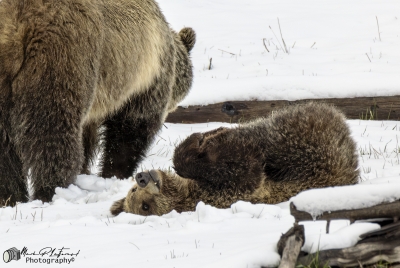 Snow`s Cub Playing May 2025